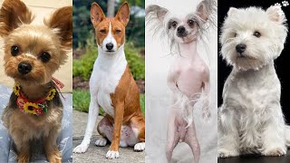 Small Dog Breeds that Dont Shed and Stay Small  Top 12 Dog Breeds That Dont shed or Smell [upl. by Nicolle468]