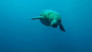 West Indian Manatee [upl. by Waugh]