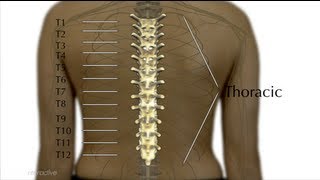 5C Levels of Injury Explained  Thoracic  Spinal Cord Injury 101 [upl. by Atilam]