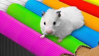 🌈 Hamster Maze with Colorful Traps 🐹 Best Compilation [upl. by Eirol680]