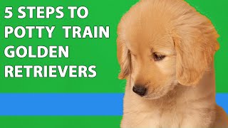 How To Potty Train Your Golden Retriever Puppy 5 Easy Steps [upl. by Arotak]