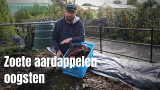 Zoete aardappelen oogsten [upl. by Norvin563]