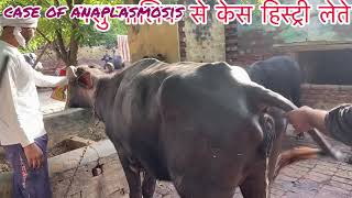 Treatment of anaplasmosis in cow amp buffalo l पशुओं में बुख़ार का उपचार l symptoms of anaplasmosis l [upl. by Zoellick]