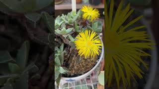 Faucaria tigrina en floración [upl. by Ylen]