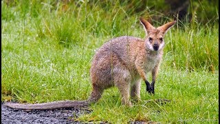 Rednecked Wallaby Macropus rufogriseus banksianus [upl. by Nosbig]