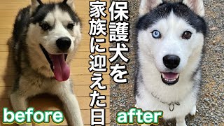 誰も居ない家に放置されてた大型犬を保護しました【保護犬】 [upl. by Vivia546]