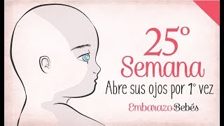 SEMANA 25 de Embarazo  6º Mes  Semana a semana [upl. by Ano]