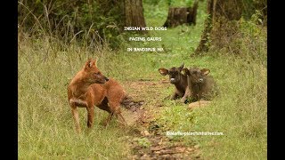 Indian Wild Dogs facing Gaurs [upl. by Ymeon]