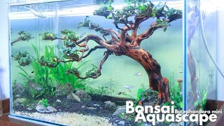 Amazing Bonsai Aquascape with Bucephalandra Mini [upl. by Erialb]