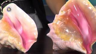 Award Winning Conch Shell Music Maker Jayne of Rehoboth Beach Teaches Us How to Play the Conch [upl. by Hedaza134]