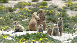 Prairie Dogs Americas Meerkats  Social Life [upl. by Aisyla]