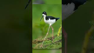 quotStilts and avocets elegant legs unique bills striking plumagequot viralbird viralshort birds [upl. by Nirehtac552]