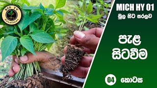 MICH HY 01 මිරිස් පැල සිටුවීමmiris pala situwimaniwaradiwa miris pala sitawamu episode 4 sinhala [upl. by Mikol]