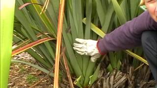 How to harvest amp clean your Harakeke NZFlax Phormium Tenax Bush [upl. by Celina]