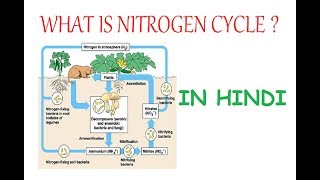 Basics of Nitrogen Cycle Explained In Hindi [upl. by Ares]