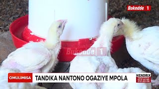 YIGA OKULUNDA ENKOKO YENNYAMA [upl. by Scheer]