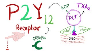 P2Y12 Platelet Receptor Mechanism of platelet aggregation [upl. by Aia]