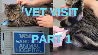 FATTY TUMOR  UTI FLUTD EMERGENCY VET VISIT [upl. by Abbotsun]