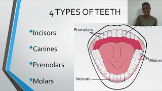 Dentition Types Of Teeth [upl. by Ahsitel]