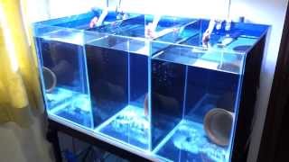 Clownfish breeding tank setup [upl. by Natrav]