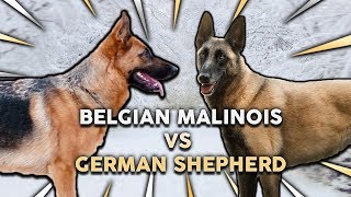 GERMAN SHEPHERD vs BELGIAN MALINOIS Whats The Best Family Guard Dog [upl. by Ayak]