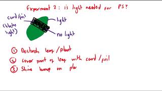 CCEA GCSE Biology Unit 1 Photosynthesis 2 experiments [upl. by Borer]