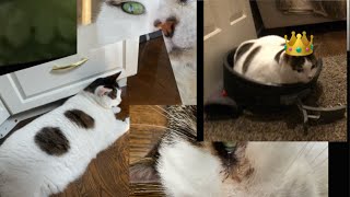 Mini cat compilation [upl. by Arnaud425]