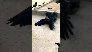 Crow amazing sound crowlovers crowsounds crow crowsong crowgaming crows crowsfightforfood [upl. by Bernice]