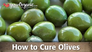 How to Cure and Preserve Your Own Olives [upl. by Watkins]