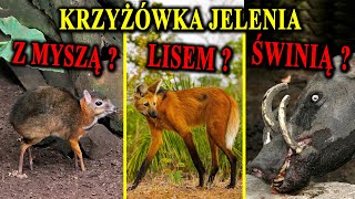 MYSZOJELEŃ oraz Inne quotHybrydyquot Jelenia 🦌 Czyli Zwierzęce Hity [upl. by Skees]