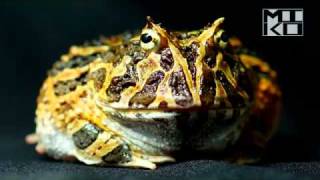 Ceratophrys calcarata video Venezuelan Horned Frog [upl. by Eeltrebor]