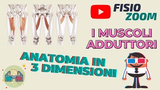 ANATOMIA 3D I muscoli adduttori [upl. by Lehet274]