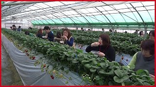 The Success Of Strawberry Farming Japan  Sweet Red Strawberry Japanese Agriculture [upl. by Yt]