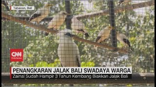 Melihat Penangkaran Jalak Bali Swadaya Warga [upl. by Nitsirk]