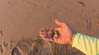 How to catch Sandfleas using a rake a kitchen strainer your hands and a PCV rod holder [upl. by Henderson]