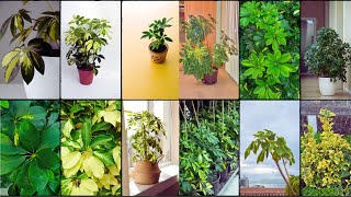 SCHEFFLERA PLANT VARIETIES  Plants Weekly [upl. by Chloras990]