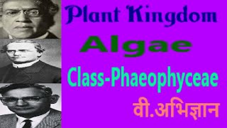 Algae  Class Phaeophyceae  Chapter3Class11Biology  Plant Kingdom  Brown Algae  वर्ग फीयोफाइसी [upl. by Dippold]