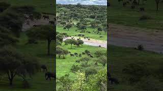 Elephant extravaganza massive herd descends on Tarangire Safari Lodge [upl. by Kciredec]