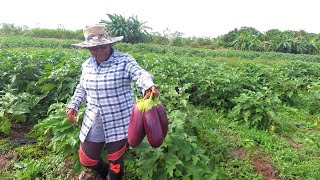 Tour of a Commercial Farm in Guyana [upl. by Nwahsyt]