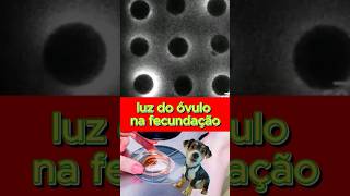 Luz do óvulo na fecundação curiosidades [upl. by Nierman373]