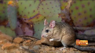 Packrat Party at ArizonaSonora Desert Museum [upl. by Eustache]