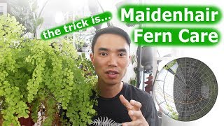 Maidenhair fern care  Not that difficult [upl. by Yttocs]