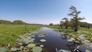 Giant salvinia survey on Caddo Lake [upl. by Carleton]