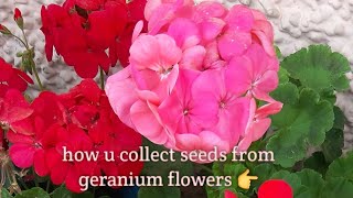 How to collect seeds from geranium flowers [upl. by Tare176]