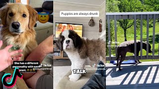 Funny Animals Tiktok Compilation 74 [upl. by Oca]