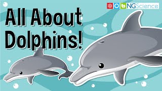 All About Dolphins [upl. by Wang]