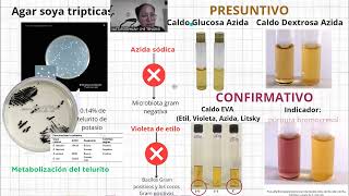 Enterococcus faecalis presentación Bacteriología Médica UACH [upl. by Sidney]