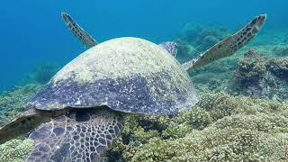 Kemps Ridley Sea Turtle Saving a Species [upl. by Skye]