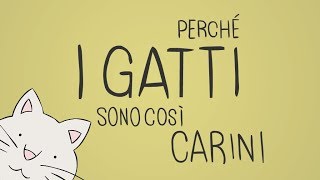 Perché i gatti sono così carini [upl. by Sisely]