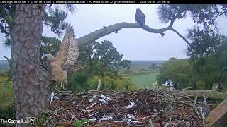 Owlet Takes A Leap Branches At Savannah Great Horned Owl Nest – April 6 2022 [upl. by Ilajna]